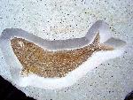 Pholidophorus sp.